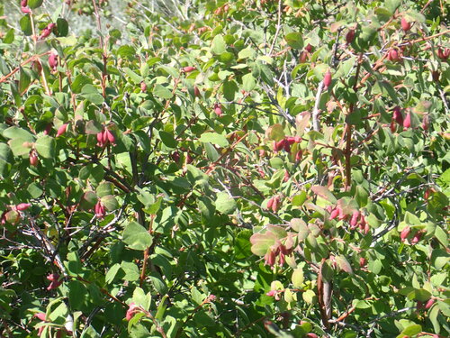 Roundleaf snowberry (Symphoricarpos rotundifolius)