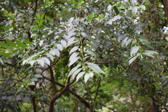 Magnoliopsida