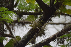 Tillandsia