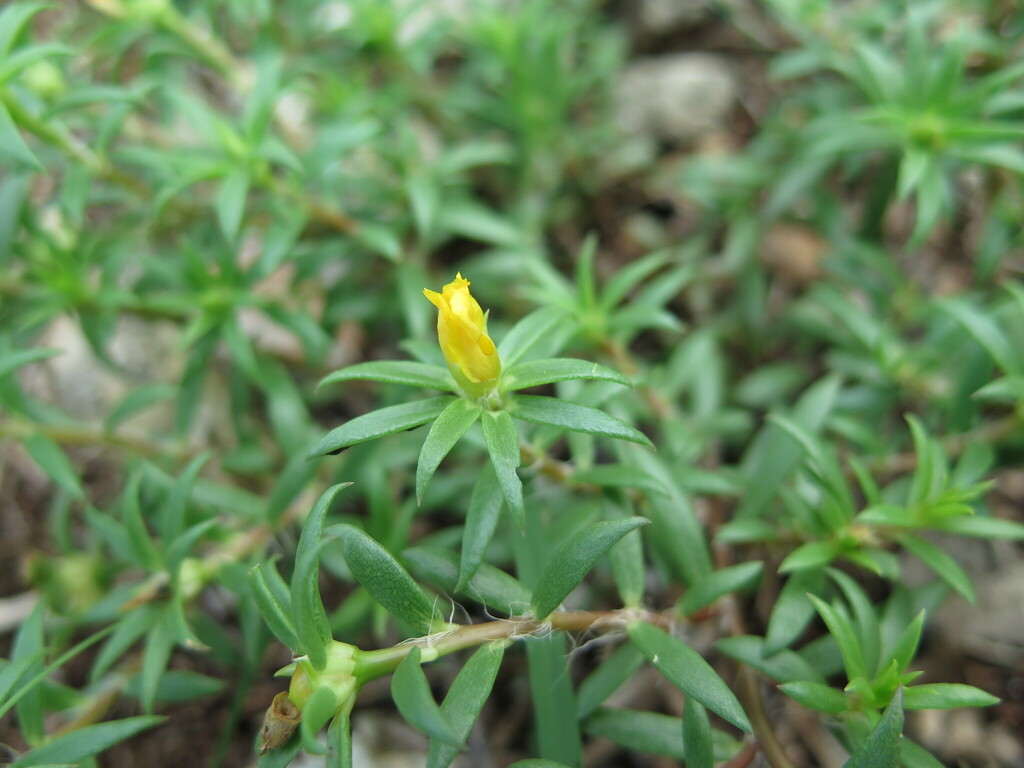 Redstem Purslane