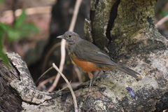 Turdus rufiventris