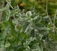 Heliotropium rotundifolium