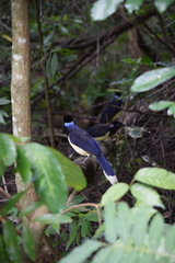 Cyanocorax chrysops