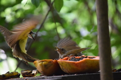 Turdus leucomelas