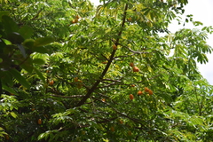 Magnoliopsida