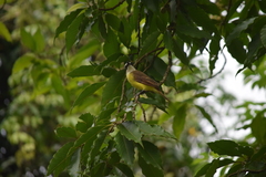 Pitangus sulphuratus