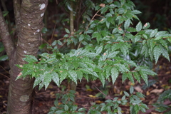 Magnoliopsida