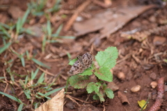 Lepidoptera