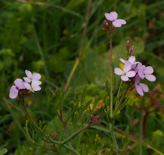 Erucaria hispanica