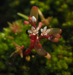 Sedum microcarpum