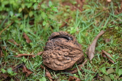 Magnoliopsida