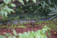 Turdus rufiventris