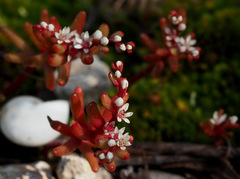 Sedum microcarpum