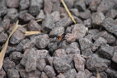 Hymenoptera