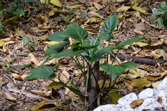 Alocasia cucullata