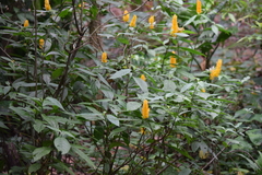 Pachystachys lutea