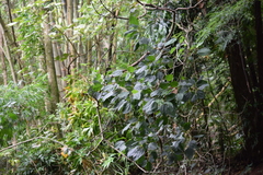 Magnoliopsida