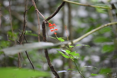 Salvia splendens