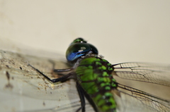 Coryphaeschna adnexa