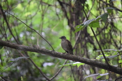 Turdus leucomelas