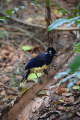 Cyanocorax chrysops