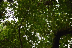 Magnoliopsida