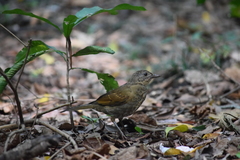 Turdus leucomelas