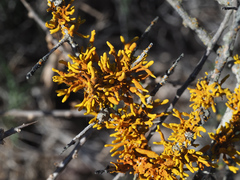 Dufourea flammea