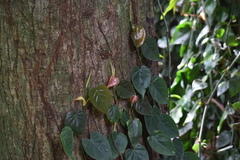Philodendron hederaceum