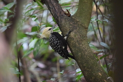 Celeus flavescens