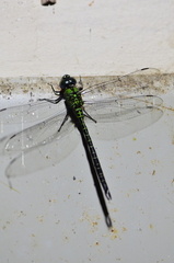 Coryphaeschna adnexa