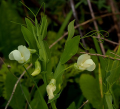Lathyrus ochrus