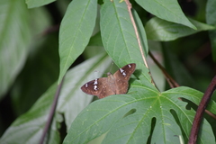 Celaenorrhinus similis