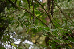 Magnoliopsida
