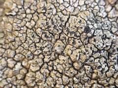 Immersaria athroocarpa