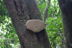 Polyporales