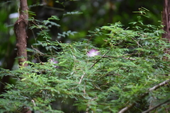 Calliandra selloi