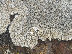 Immersaria athroocarpa