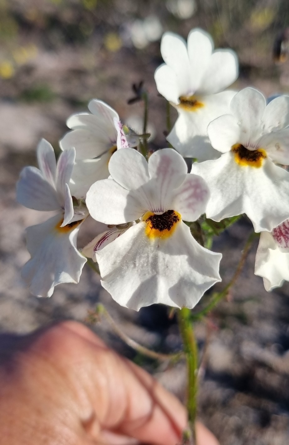 Imagem de Nemesia