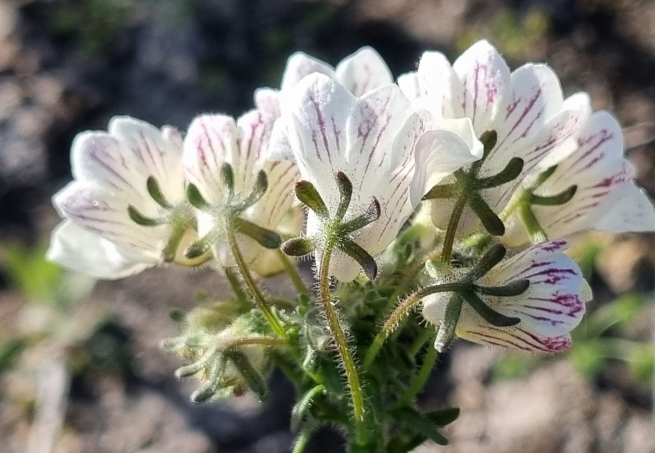Imagem de Nemesia
