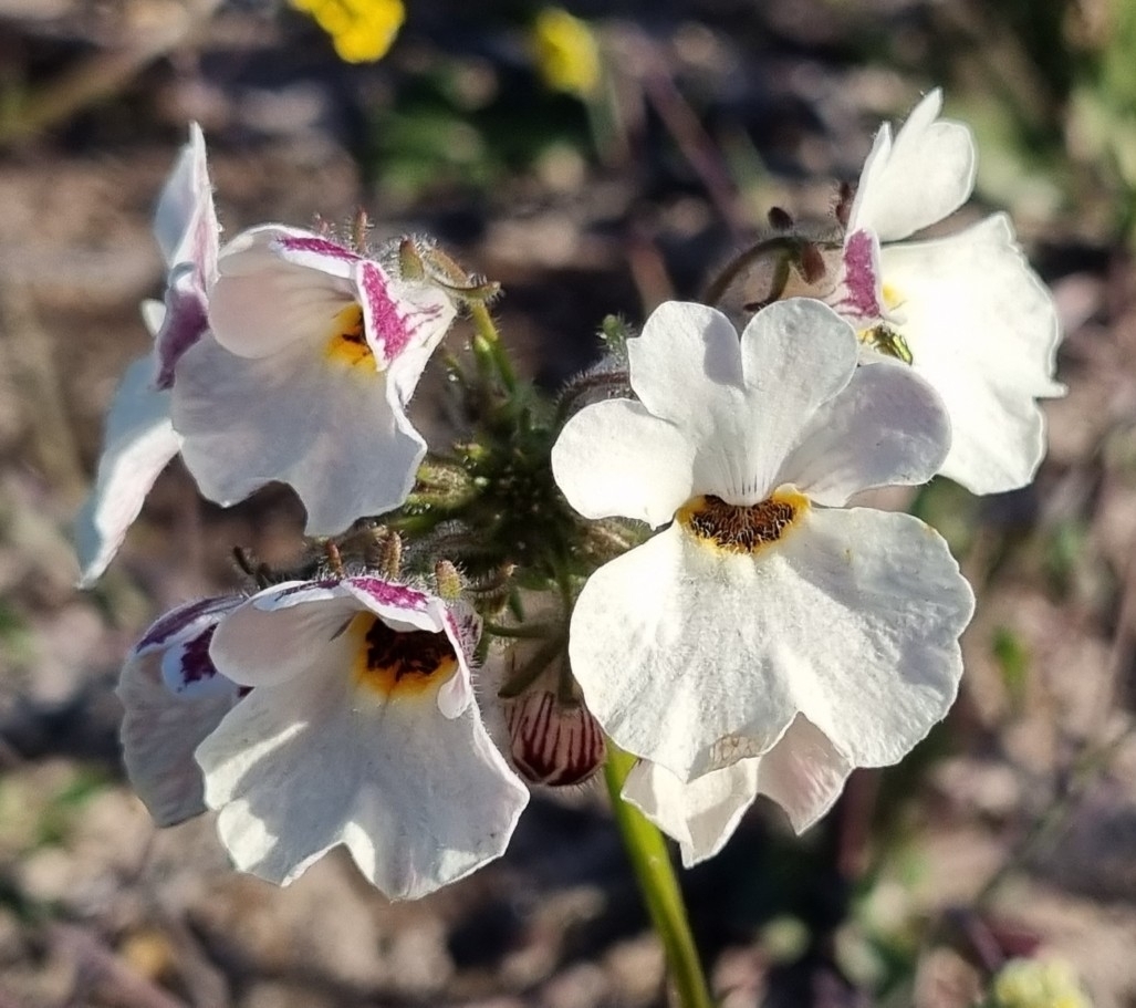 Imagem de Nemesia