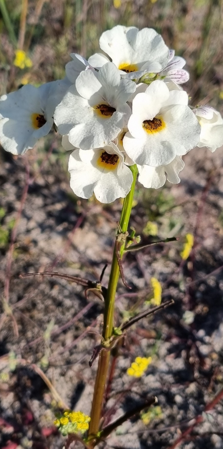 Imagem de Nemesia
