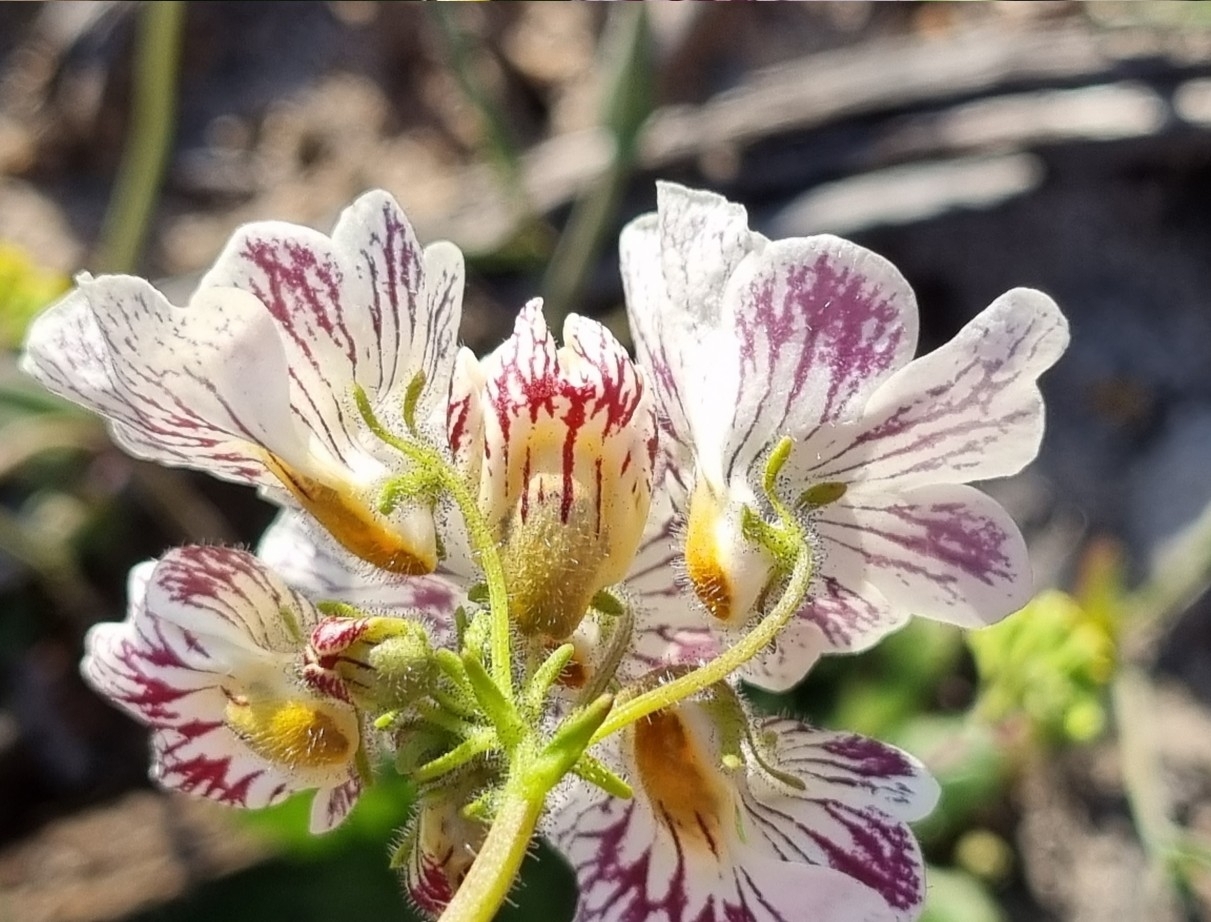 Imagem de Nemesia