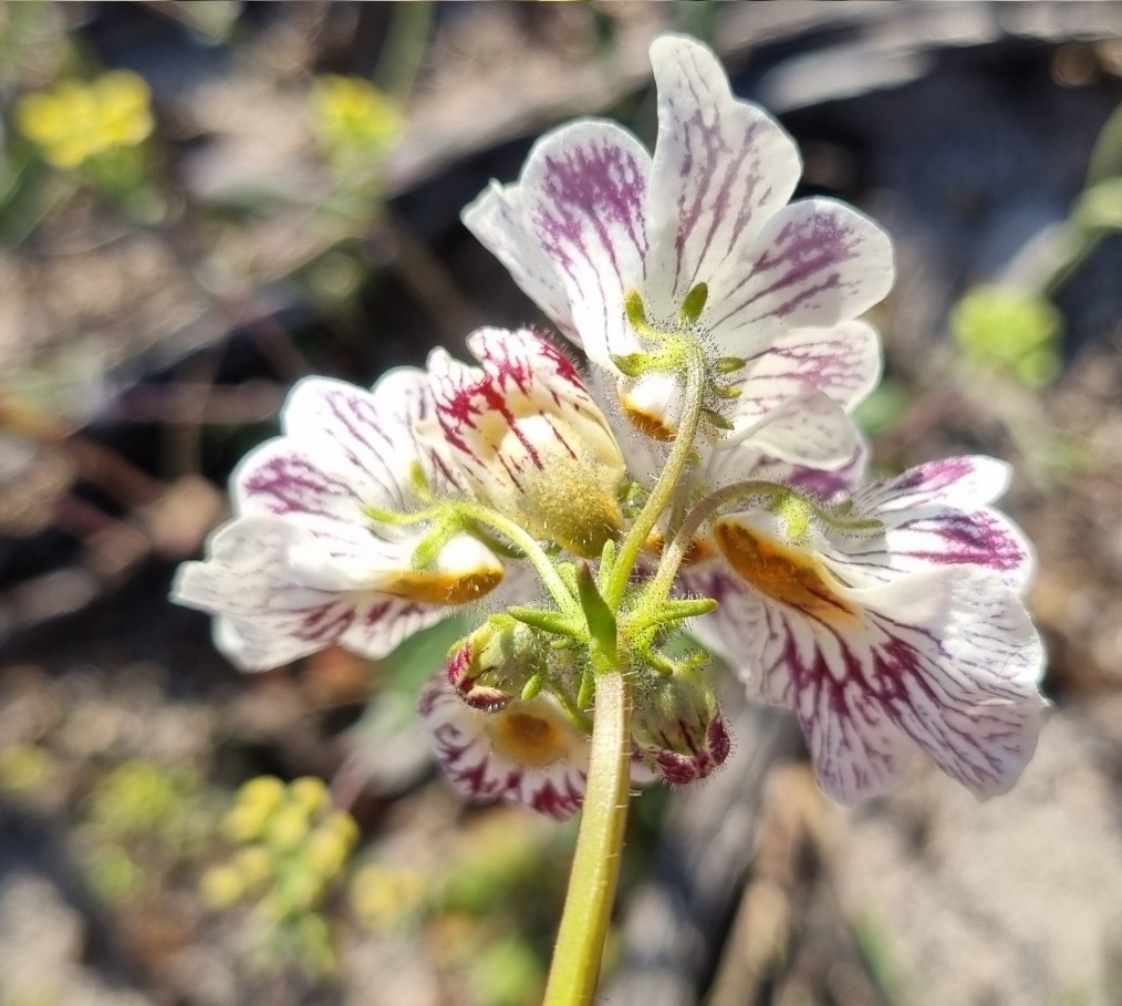 Imagem de Nemesia