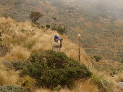Puya clava-herculis