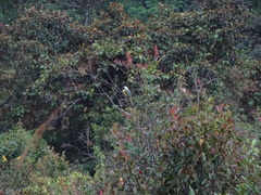 Cyanocorax yncas yncas