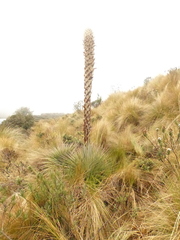 Puya clava-herculis