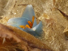 Puya clava-herculis