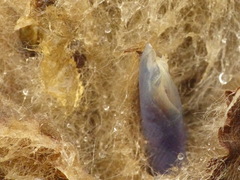 Puya clava-herculis