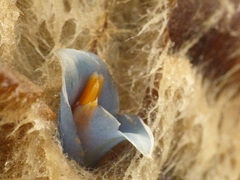 Puya clava-herculis